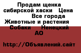 Продам щенка сибирской хаски › Цена ­ 8 000 - Все города Животные и растения » Собаки   . Ненецкий АО